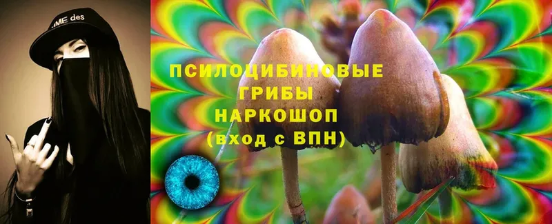 Галлюциногенные грибы Psilocybine cubensis Верея